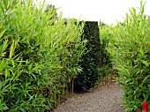 SALIX HEDGE