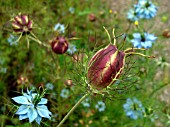 NIGELLA SEEDPOD