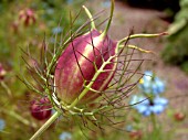 NIGELLA SEEDPOD