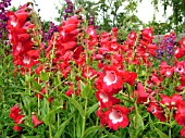 PENSTEMON CASTLE FORBES