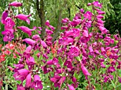 PENSTEMON BURGUNDY