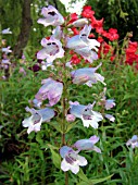 PENSTEMON STAPLEFORD GEM