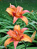 HEMEROCALLIS FULVA FLORE PLENO (DAY LILY)