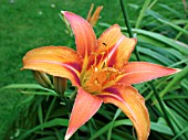 HEMEROCALLIS (DAY LILY)