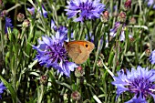 MEADOW BROWN BUTTERFLY ON CORNFLOWER