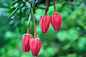 CRINODENDRON HOOKERIANUM (LANTERN TREE)