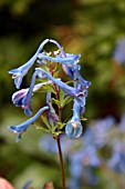 CORYDALIS ELATA FLEXUOSA