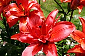 LILIUM SPHINX