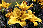 LILIUM NOVA CENTO