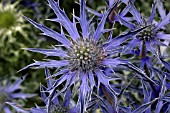 ERYNGIUM BOURGATII PICOS BLUE