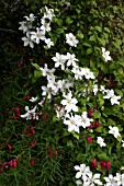 ORIGACLEMATIS JOHN HUXTABLE WITH PENSTEMON