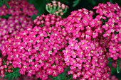 ACHILLEA MILLEFOLIUM SUMMERWINE