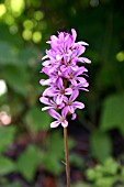 FRANCOA SONCHIFOLIA ROGERSONS FORM