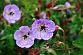 GERANIUM BUXTONS BLUE