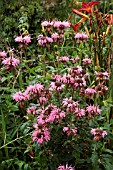 MONARDA CROFTWAY PINK (BERGAMOT)