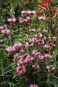 MONARDA CROFTWAY PINK (BERGAMOT)