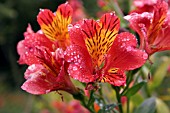 ALSTROEMERIA RED BEAUTY