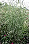 MISCANTHUS SINENSIS MORNING LIGHT