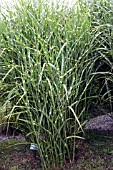 MISCANTHUS SINENSIS ZEBRINUS