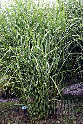 MISCANTHUS_SINENSIS_ZEBRINUS