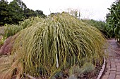 CORTADERIA SELLOANA AUROLINEATA (PAMPAS GRASS)