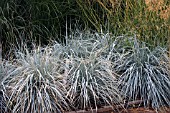 ELYMUS MAGELLANICUS