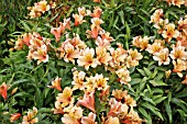 ALSTROEMERIA CHICAGO PICOTEE LACE