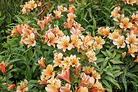 ALSTROEMERIA_CHICAGO_PICOTEE_LACE