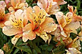 ALSTROEMERIA CHICAGO PICOTEE LACE