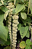 AMARANTHUS CAUDATUS VIRIDIS (LOVE LIES BLEEDING)