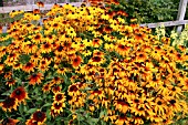 RUDBECKIA HIRTA