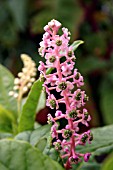 PHYTOLACCA AMERICANA (POKEWEED)