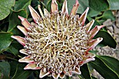 PROTEA CYNAROIDES