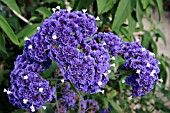 LIMONIUM BOURGAELL (SEA LAVENDER)