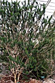 CALOTHAMNUS RUPESTRIS