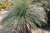 XANTHORRHOEA AUSTRALIS (BLACKBOY)