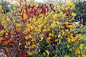 ANIGOZANTHOS FLAVIDUS PULCHERIMUS YELLOW GEM (KANGAROO PAW)