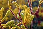 ANIGOZANTHOS FLAVIDUS PULCHERIMUS YELLOW GEM (KANGAROO PAW)