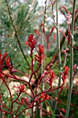 ANIGOZANTHOS RUFA (KANGAROO PAW)