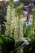 EUCOMIS COMOSA (PINEAPPLE FLOWER)