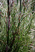 RHODOCOMA GIGANTEA (MIKADO STEMS)