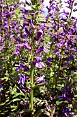 LOBELIA X GERARDII VEDRARIENSIS