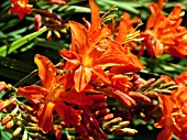 CROCOSMIA SPITFIRE