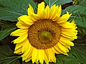 HELIANTHUS SUNSPOT (SUNFLOWER)