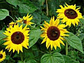 HELIANTHUS HOLIDAY(SUNFLOWER)