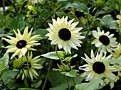 HELIANTHUS VANILLA ICE(SUNFLOWER)