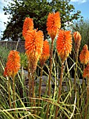 KNIPHOFIA ZULULANDIAE (RED HOT POKER)