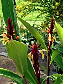 CAUTLEYA SPICATA ROBUSTA