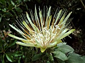 PROTEA AUREA