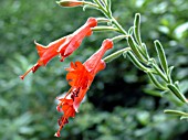 ZAUSCHNERIA CALIFORNICA